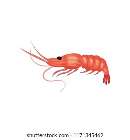 Big fresh prawn with long claws. Boiled shrimp with bright pink shell. Seafood theme. Flat vector element for product packaging