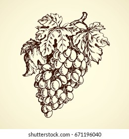 Big fresh ripe sweet tasty grape on white backdrop. Rustic product. Freehand outline black ink hand drawn logo sketchy in art retro scribble style pen on paper. Closeup view with space for text