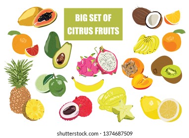 Big fruit set doodle illustration isolated on white background. Vector food icons for your design