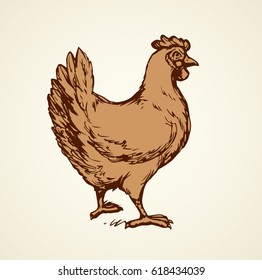 Big gallus domesticus standing on light yard backdrop. Freehand linear dark ink hand drawn picture logo sketchy in art scribble retro style pen on paper. Closeup side view with space for text on sky