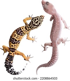 big gecko two kinds of color vector