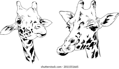 big giraffe drawn by liner, herbivore of Africa with a long neck, funny face