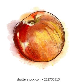 Big golden-red apple. Traced watercolor sketch with a line drawing in a separate layer above. EPS 10 vector illustration.