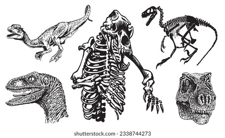Big graphical set of dinosaurs,skulls and skeletons isolated on white,vector illustration