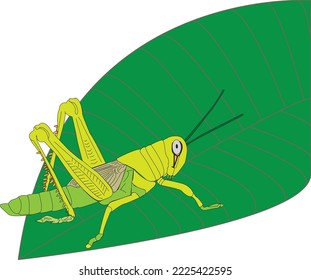  Big Grasshopper  Has Already on Top of The Leaves