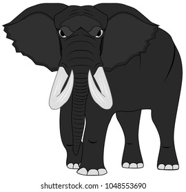 big gray elephant