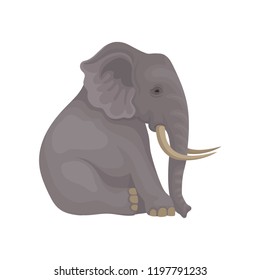 Big gray elephant sitting isolated on white background. Wild animal with large ears, long trunk and tusks. Flat vector icon