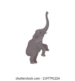 Big gray elephant standing on hind legs. Wild African animal with long trunk and large ears. Flat vector design