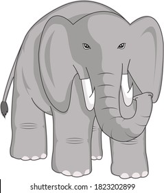 big gray elephant with big tusks
