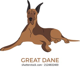 Big Great dane dog, isolated vector illustration