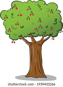 Big green cherry tree full of cherries