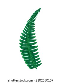 Big green leaf of prehistoric fern plant on white background flat vector illustration