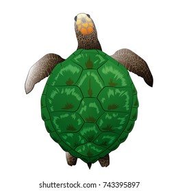 Big green realistic turtle vector illustration
