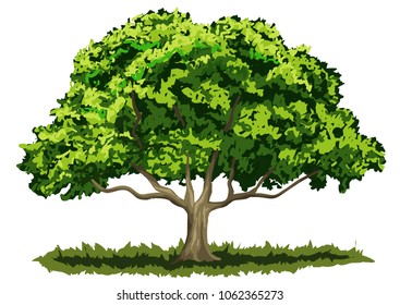 Big green tree