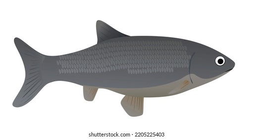 Big grey fish. vector illustration