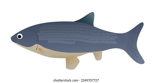 Big grey fish. vector illustration