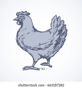 Big grey gallus domesticus standing on light backdrop. Freehand linear dark ink hand drawn picture logo sketchy in art scribble retro style pen on paper. Closeup side view with space for text