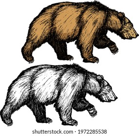 Big grizzly bear. Hand drawn vector illustration.