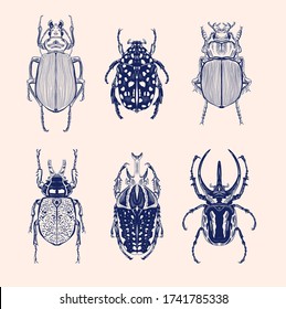 Big Hand Drawn Line Art Set Of Insects Bugs. Silhouette Vintage Sketch Style Engraved Illustration.