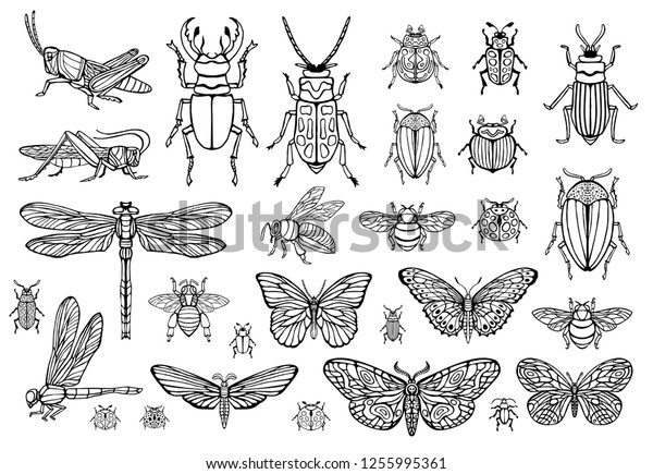 大きな手描きの昆虫 カブトムシ ハチミツ 蝶の線 蛾 バンブルビー スズメ トンボ バッタ シルエットビンテージスケッチスタイルの彫刻イラスト のベクター画像素材 ロイヤリティフリー