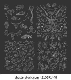 Big hand drawn nature pack. Hunting. Diverse Skulls and Bones Set. Logs. Wood. leaves doodles set. Black silhouettes on white background.Isolated. Vector.