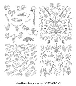 Big hand drawn nature pack. Hunting. Diverse Skulls and Bones Set. Logs. Wood. leaves doodles set. Black silhouettes on white background.Isolated. Vector.