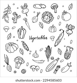 Big hand drawn set with vegetables and text. Mushrooms, carrots, pumpkin, pepper, cucumber, tomato and other healthy food. Doodle vector illustration EPS10. Isolated on white background