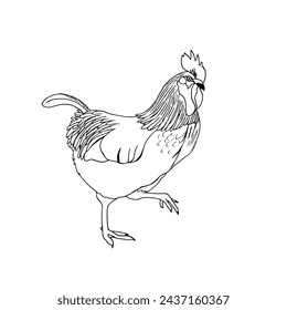 Big handsome rooster with a plucked tail walks around the poultry yard. Vector illustration in the style of doodles.