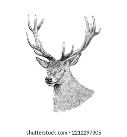 Big Horn Deer, Wild Animal Hand Drawn Illustration, Isolated vector