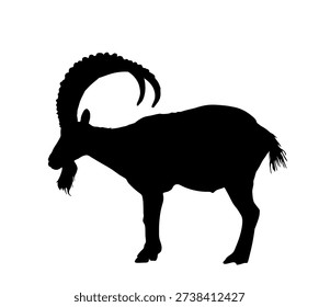 Big horn goat ibex vector silhouette illustration isolated on white. Farm animal symbol. Goat shape shadow. Bighorn ram silhouette in wildlife. Rock climbing animal wildlife hiking. Barbary sheep.