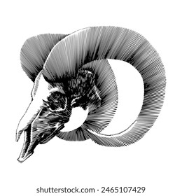Big Horn Goat Skull, Hand Drawn Illustration Vector
