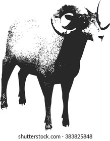 Big horn Sheep