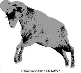Big horn Sheep