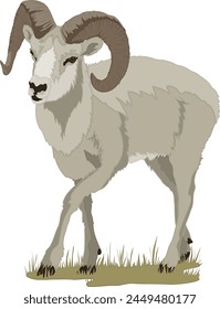 Big Horn Sheep Mountain Goat