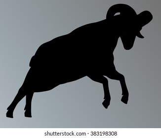 Big horn sheep silphoette