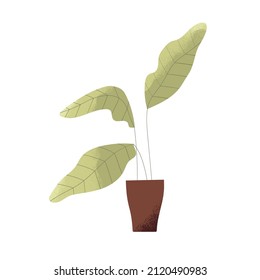 Big house plant growing in floor planter. Home and office interior houseplant with large leaf in pot. Indoor foliage decoration for room garden. Flat vector illustration isolated on white background