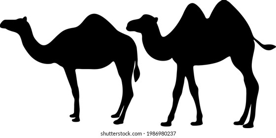 Big and humped camels in the set.