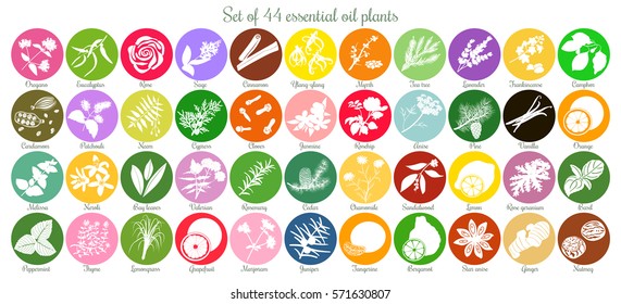 Big icon set of 44 popular essential oil labels. white silhouettes. Ylang-ylang, eucalyptus, jasmine, rose, sandalwood, patchouli etc. For cosmetics, spa, health care aromatherapy homeopathy Ayurveda