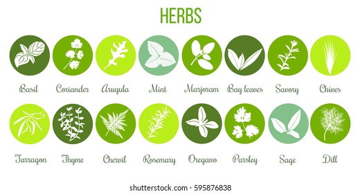 Big icon set of popular culinary herbs white silhouettes in color circles. Color background. Basil, coriander, mint, rosemary, sage, thyme, parsley etc. For cosmetics, store, health care, tag, label