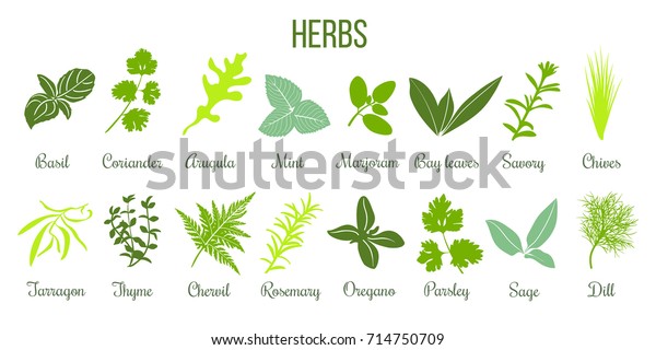 Big\
icon set of popular culinary herbs. Flat style. Basil, coriander,\
mint, rosemary, sage, basil, thyme, parsley etc. For cooking,\
cosmetics, store, health care, tag label, food\
design