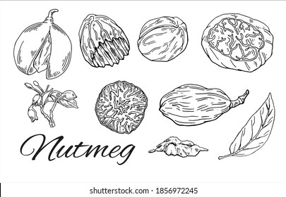 Juego dibujado a mano con una gran tinta. Esbozo vintage minimalista de nueces, hojas y condimento. Sencillo arte de la línea Nutmeg. Esbozo culinario retro de especias. Ilustración vectorial aislada en fondo blanco