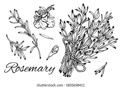 Big Ink Rosemary hand drawn set. Rosemary brunches, flowers and leaves. Vintage botanical art. Medical herb and spice. Retro culinary sketch. Herbal vector illustration isolated on white background