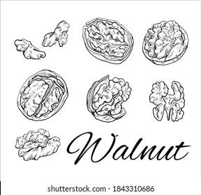 Big Ink Walnut hand drawn set. Vintage sketch of nuts and kernels. Retro Walnut line art. Vector Illustration isolated on white background