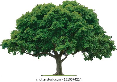 Big Isolated Large Green Tree 