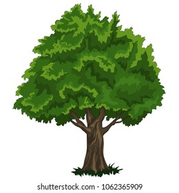 Big isolated tree