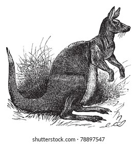 Big Kangaroo vintage engraving. Old engraved illustration of a beautiful kangaroo. Trousset encyclopedia (1886 - 1891)