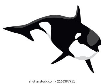 Big killer whale. Realistic vector marine mammal