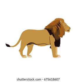 big lion african proud powerful nobility standing and fierce