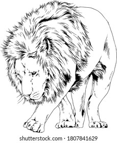 big lion with the mane is painted with ink by hand on a white background