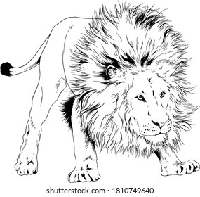 big lion with the mane is painted with ink by hand on a white background